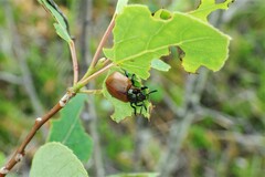 Chrysomela crotchi