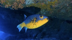 Arothron nigropunctatus