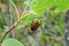 Chrysomela crotchi