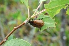 Chrysomela crotchi