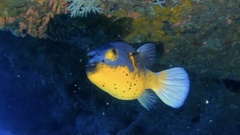 Arothron nigropunctatus