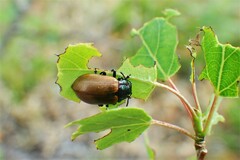 Chrysomela crotchi
