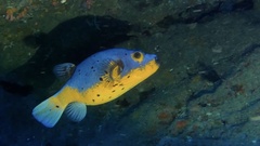 Arothron nigropunctatus