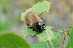 Chrysomela crotchi