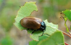 Chrysomela crotchi