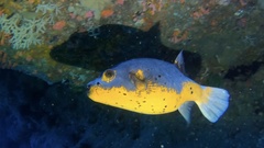 Arothron nigropunctatus