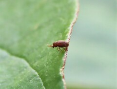 Sculptotheca puberula