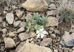 Cerastium nigrescens