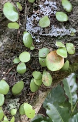 Philocryptica polypodii