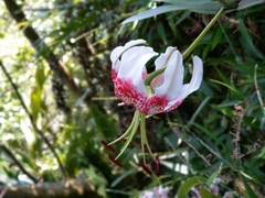 Lilium speciosum