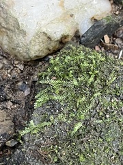 Pseudotaxiphyllum elegans