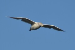 Larus glaucescens