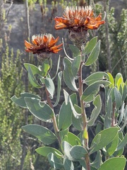Protea punctata