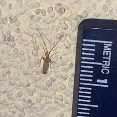 Phytocoris squamosus