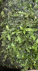 Pseudotaxiphyllum elegans