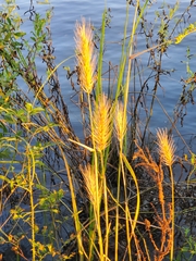 Elymus glabriflorus