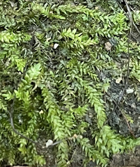 Pseudotaxiphyllum elegans