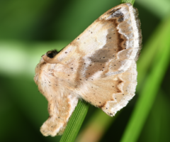 Tostallo albescens