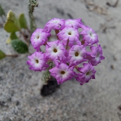 Abronia umbellata