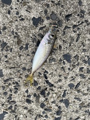 Trachurus japonicus
