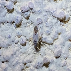 Phytocoris fuscipennis