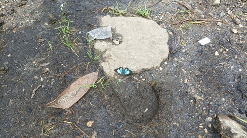 Photo of Azure Sapphire (Heliophorus moorei)
