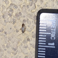 Phytocoris fuscipennis