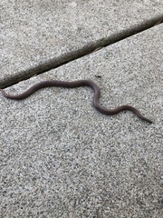 Contia tenuis