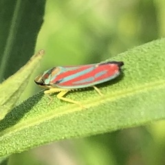 Graphocephala coccinea