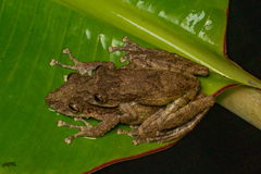 Scinax