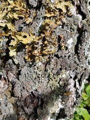 Fuscopannaria leucosticta