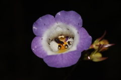 Monopyle