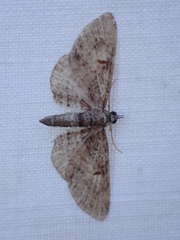 Eupithecia