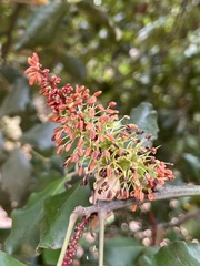 Ceratonia siliqua