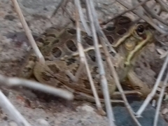 Lithobates magnaocularis
