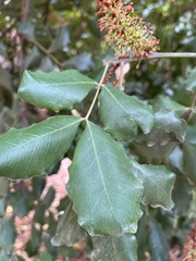 Ceratonia siliqua