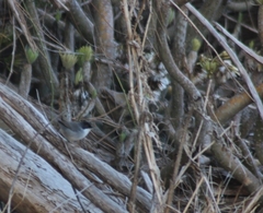Curruca melanocephala