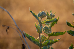 Asclepias erosa