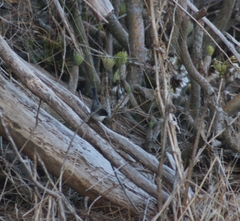 Curruca melanocephala