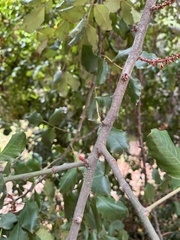 Ceratonia siliqua