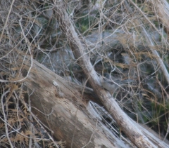 Curruca melanocephala