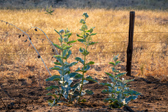 Asclepias erosa