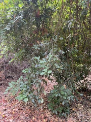 Ceratonia siliqua