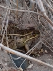 Lithobates magnaocularis