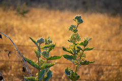 Asclepias erosa