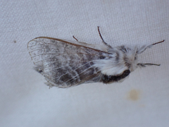 Tolype distincta