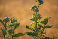 Asclepias erosa