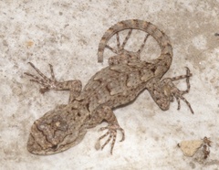 Sceloporus grammicus