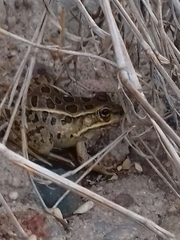 Lithobates magnaocularis
