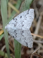 Sabulodes packardata